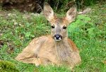 Natur- und Tierpark Goldau